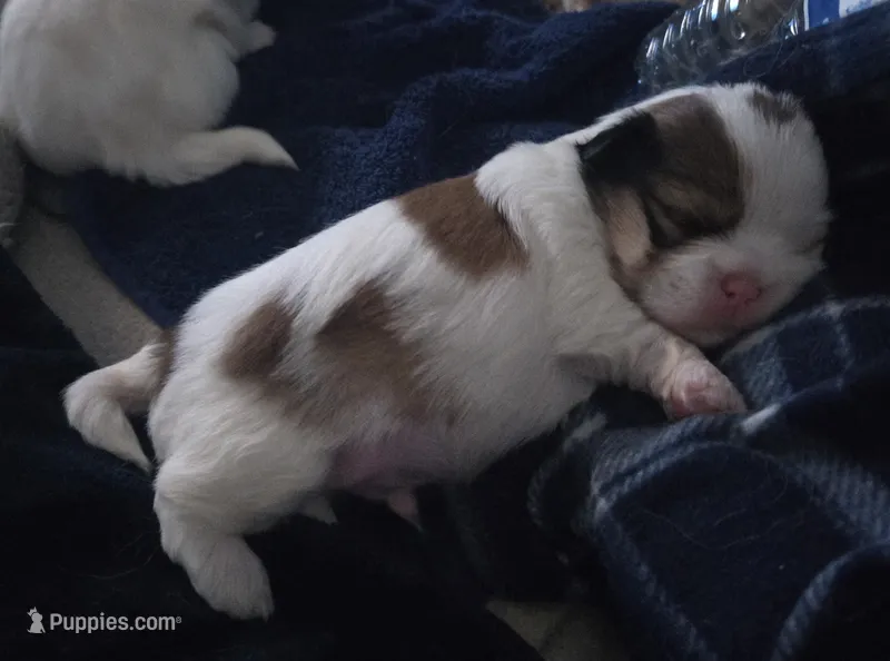 Stevie Wonder – Maltese, Shih Tzu puppy for sale in San Leandro, CA