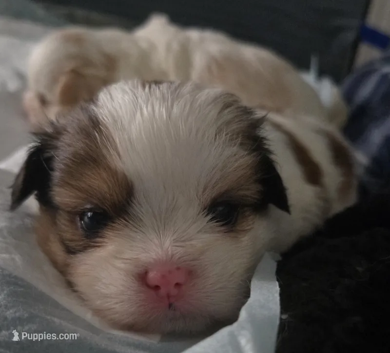 Stevie Wonder – Maltese, Shih Tzu puppy for sale in San Leandro, CA