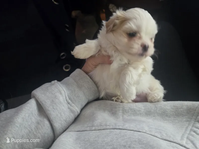Denzel Washington – Maltese, Shih Tzu puppy for sale in San Leandro, CA
