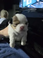 Stevie Wonder, a male Maltese and Shih Tzu for sale in San Leandro, CA – 5 of 5