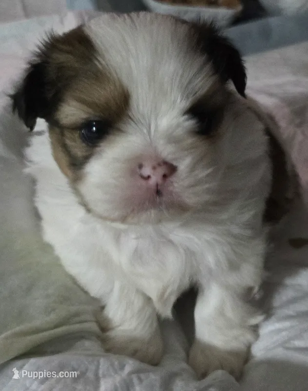 Stevie Wonder – Maltese, Shih Tzu puppy on hold in San Leandro, CA