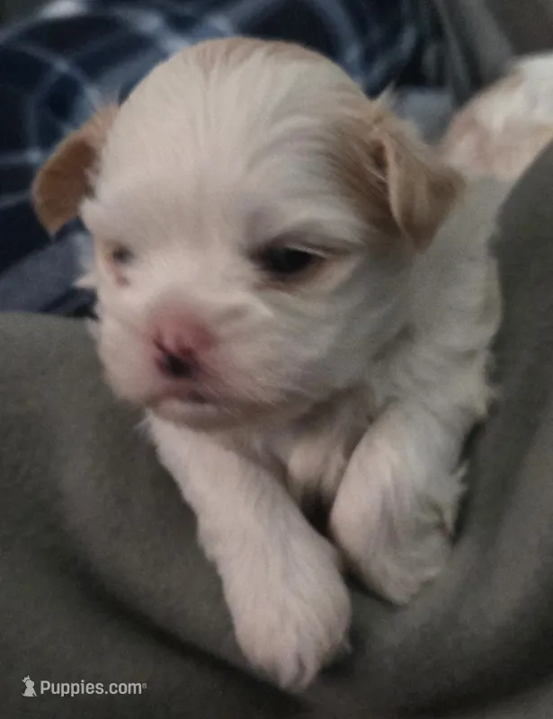 Denzel Washington – Maltese, Shih Tzu puppy for sale in San Leandro, CA