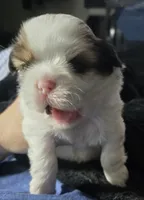 Stevie Wonder, a male Maltese and Shih Tzu for sale in San Leandro, CA – 4 of 5