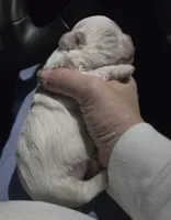 Mary J Blige, a female Mal Shi for sale in San Leandro, CA – Photo 5 of 8