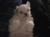 Mary J Blige, a female Mal Shi for sale in San Leandro, CA – Photo 8 of 8