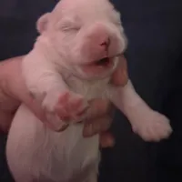 Mary J Blige, a female Mal Shi for sale in San Leandro, CA – Photo 6 of 8