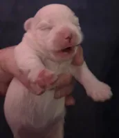 Mary J Blige, a female Mal Shi for sale in San Leandro, CA – Photo 2 of 3