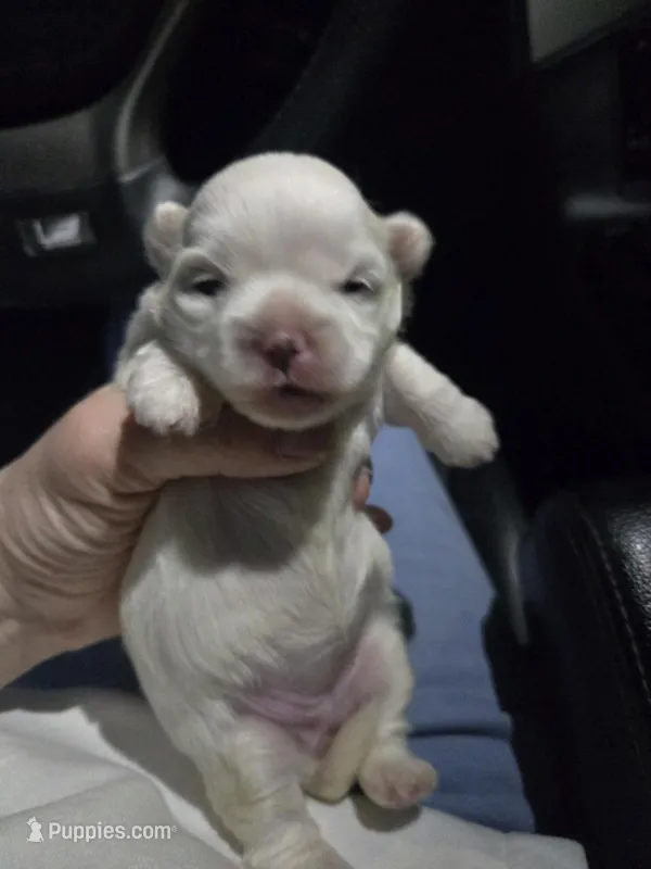 Mary J Blige – Mal Shi puppy for sale in San Leandro, CA