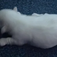 Mary J Blige, a female Mal Shi for sale in San Leandro, CA – Photo 7 of 8