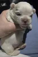 Mary J Blige, a female Mal Shi for sale in San Leandro, CA – Photo 4 of 8