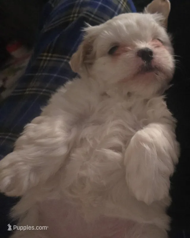 Mary J Blige – Mal Shi puppy for sale in San Leandro, CA