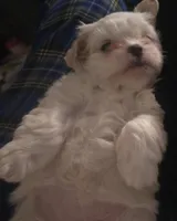 Mary J Blige, a female Mal Shi for sale in San Leandro, CA – Photo 1 of 8