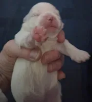 Mary J Blige, a female Mal Shi for sale in San Leandro, CA – Photo 1 of 3