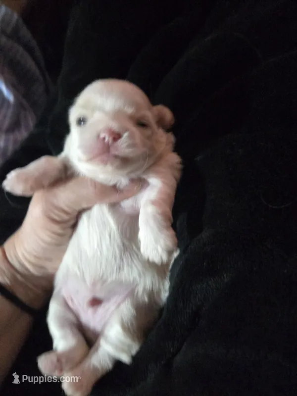 Denzel Washington – Maltese, Shih Tzu puppy for sale in San Leandro, CA