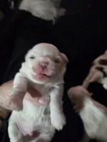 Denzel Washington, a male Maltese and Shih Tzu for sale in San Leandro, CA – 3 of 3