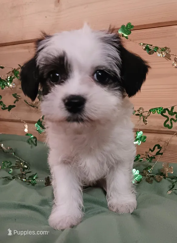 Emma – Coton de Tulear puppy for sale in Rumney, NH
