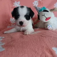 Amelia, a female Coton de Tulear for sale in Rumney, NH – Photo 1 of 2