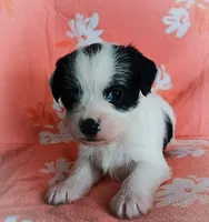 Amelia, a female Coton de Tulear for sale in Rumney, NH – Photo 2 of 2