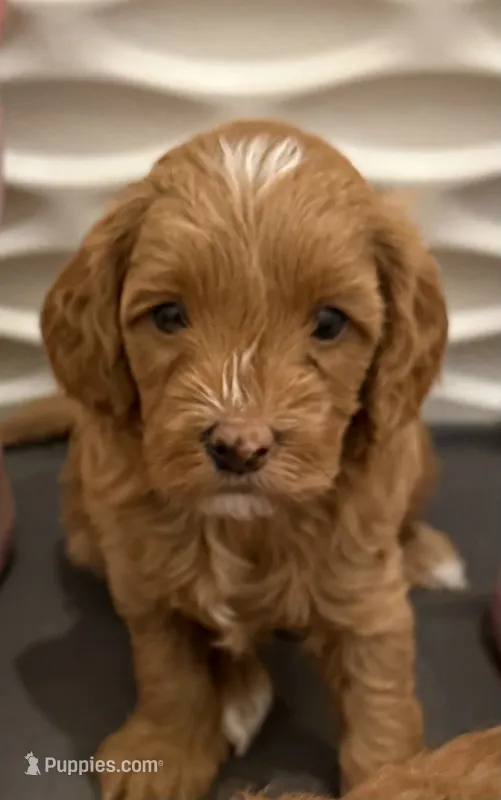 Kenny – Cavapoo puppy for sale in Mesa, AZ
