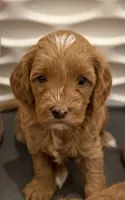 Kenny, a male Cavapoo for sale in Mesa, AZ – 1 of 7