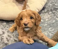 Kenny, a male Cavapoo for sale in Mesa, AZ – 6 of 7