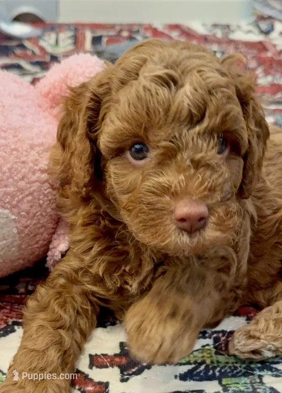 Cash – Cavapoo puppy for sale in Mesa, AZ