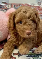 Cash, a male Cavapoo for sale in Mesa, AZ – 1 of 4