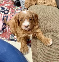 Reba, a female Cavapoo for sale in Mesa, AZ – 4 of 5
