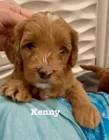 Kenny, a male Cavapoo for sale in Mesa, AZ – 7 of 7