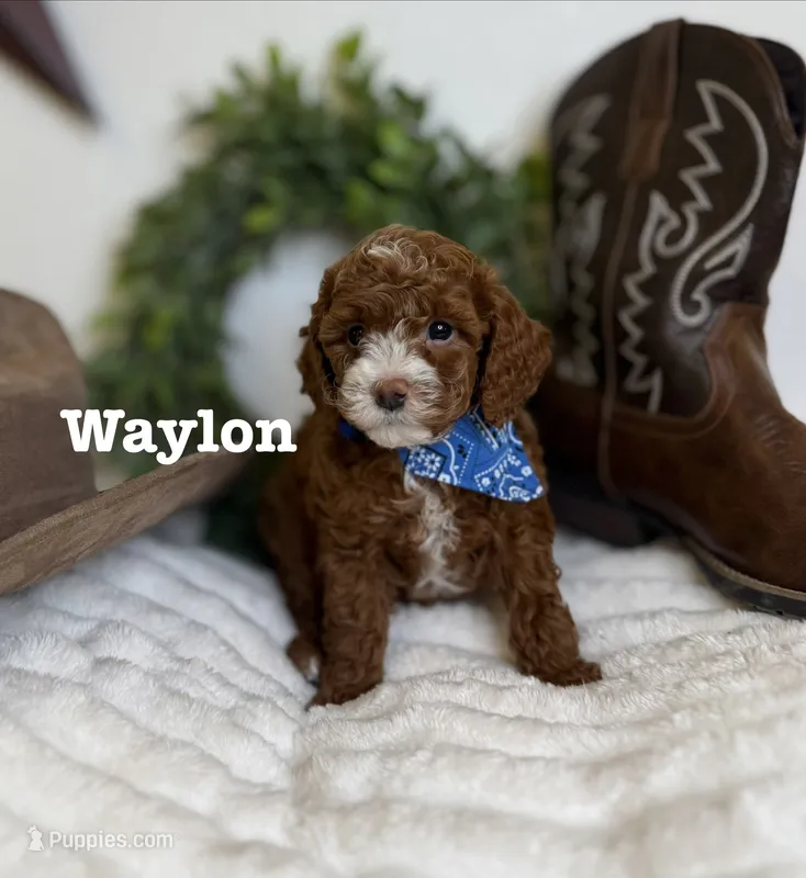 Waylon – Cavapoo puppy for sale in Mesa, AZ