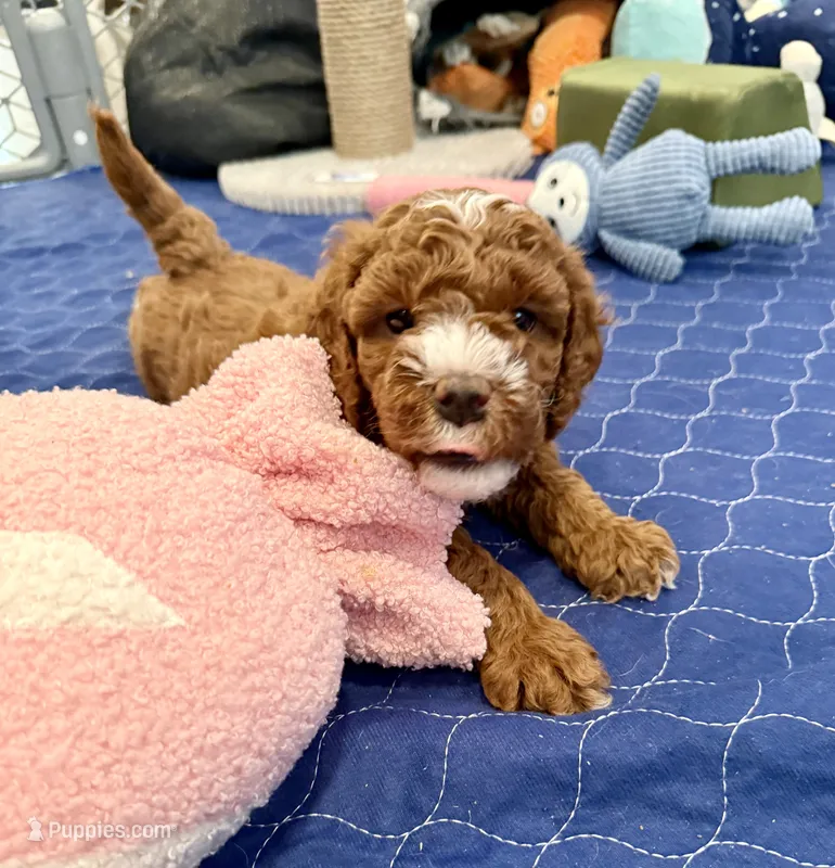 Hank – Cavapoo puppy for sale in Mesa, AZ