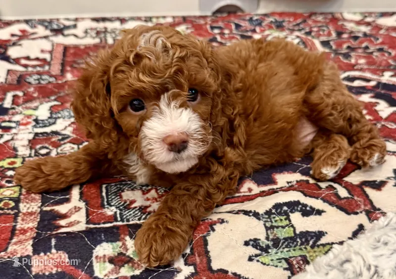 Waylon – Cavapoo puppy for sale in Mesa, AZ