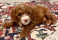 Waylon, a male Cavapoo for sale in Mesa, AZ – 1 of 5