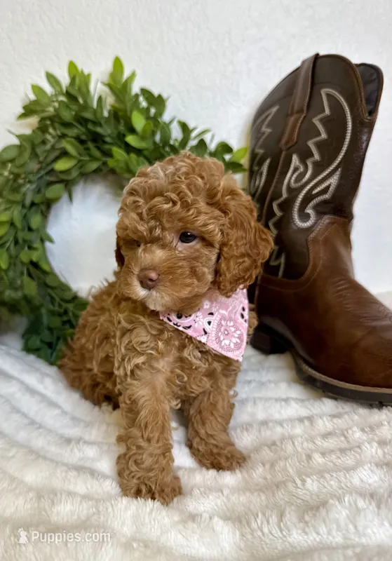Dolly – Cavapoo puppy for sale in Mesa, AZ
