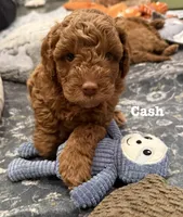 Cash, a male Cavapoo for sale in Mesa, AZ – 2 of 4