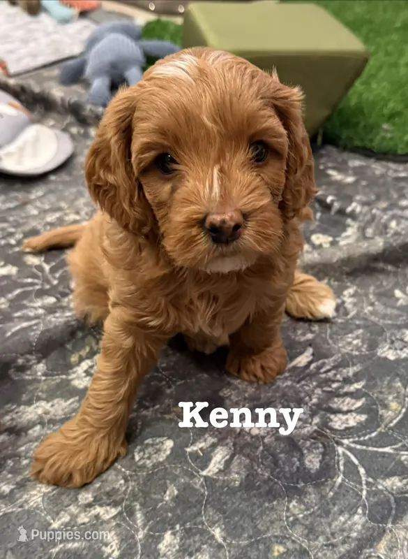 Kenny – Cavapoo puppy for sale in Mesa, AZ