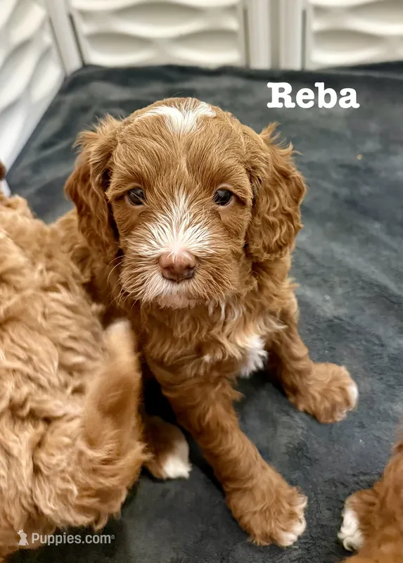 Reba – Cavapoo puppy for sale in Mesa, AZ