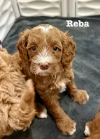 Reba, a female Cavapoo for sale in Mesa, AZ – 1 of 5