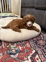 Waylon, a male Cavapoo for sale in Mesa, AZ – 3 of 5