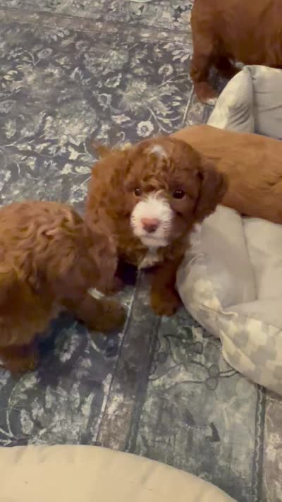 Waylon, a male Cavapoo for sale in Mesa, AZ – 5 of 5