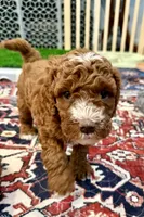 Hank, a male Cavapoo for sale in Mesa, AZ – 3 of 5