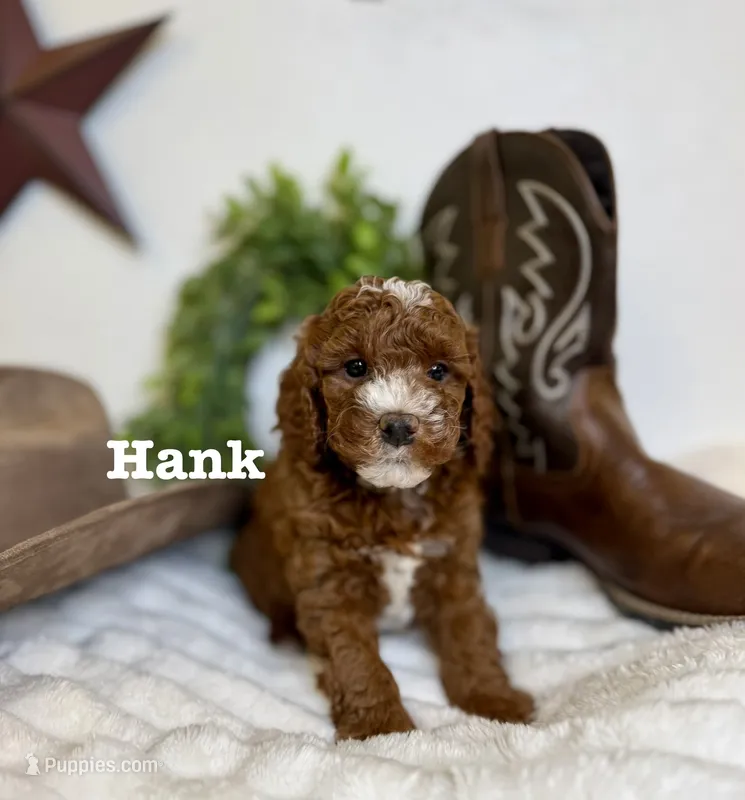 Hank – Cavapoo puppy for sale in Mesa, AZ