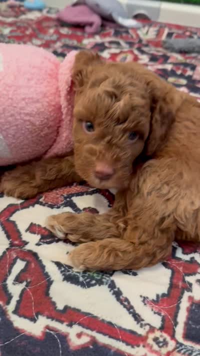 Cash, a male Cavapoo for sale in Mesa, AZ – 4 of 4
