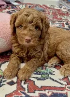 Cash, a male Cavapoo for sale in Mesa, AZ – 3 of 4