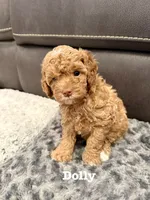 Dolly, a female Cavapoo for sale in Mesa, AZ – 2 of 3
