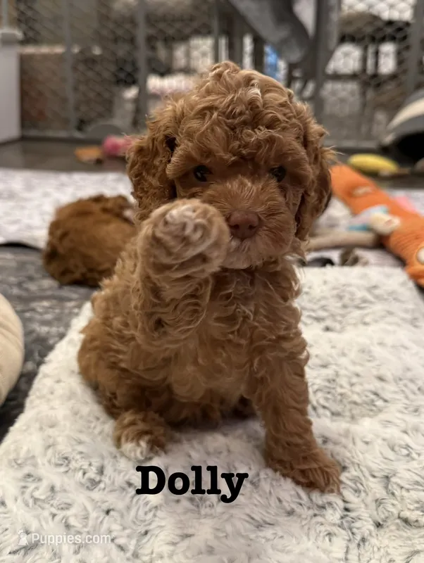 Dolly – Cavapoo puppy for sale in Mesa, AZ