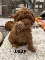 Dolly, a female Cavapoo for sale in Mesa, AZ – 1 of 3