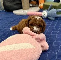 Hank, a male Cavapoo for sale in Mesa, AZ – 4 of 5