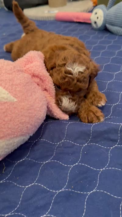 Hank, a male Cavapoo for sale in Mesa, AZ – 5 of 5