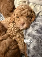 Dolly, a female Cavapoo for sale in Mesa, AZ – 3 of 3